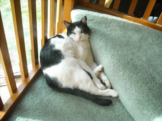 "I'm right; you're wrong." Cats are especially good at non-verbally communicating this sentiment.