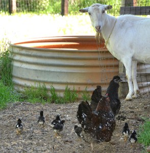 Chickens are simpler than they seem, which says a lot, because they're not particularly complicated. Photo by Steve Henderson Fine Art