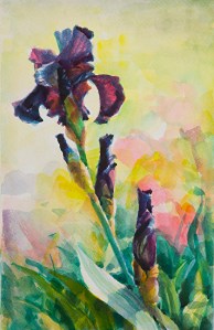 Living simply is one of the first steps to living well. Purple Iris, original watercolor by Steve Henderson