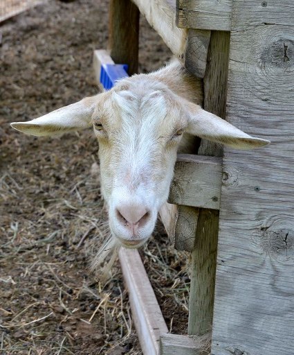 There are sheep, and there are goats, and they look remarkably the same. "Discernment" is the ability, learned through time, wisdom, and experience, to differentiate between the two.